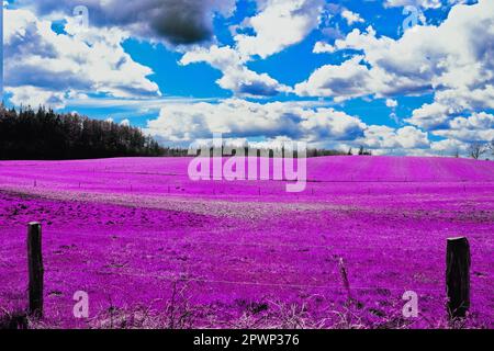 Farbenfrohe Fantasy-Landschaft in einem asiatischen violetten Infrarot-Fotostil Stockfoto