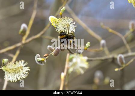 Die Bumble Bee Auf Willow Stockfoto