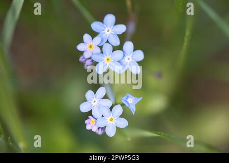 Blaue Blütenblätter einer in grünem Gras isolierten Blume abgebildet. Natürliche Wiese mit Blumen. Landschaftsaufnahmen aus der Natur Stockfoto