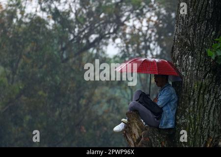 Kathmandu, NE, Nepal. 1. Mai 2023. Nepalesische Cricketfans verwenden Regenschirme, um sich während des Finales des ACC Männer Primer Cup am 1. Mai 2023 in Kathmandu, Nepal, vor Regen zu schützen. Das Spiel konnte aufgrund des Regens nicht an einem Tag beendet werden. (Kreditbild: © Aryan Dhimal/ZUMA Press Wire) NUR REDAKTIONELLE VERWENDUNG! Nicht für den kommerziellen GEBRAUCH! Kredit: ZUMA Press, Inc./Alamy Live News Stockfoto