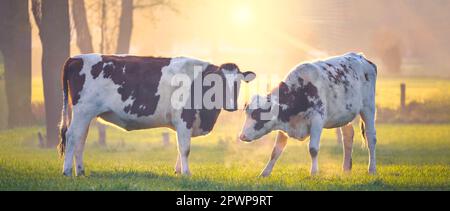 Panoramabild von zwei holländischen Kühen vor der strahlenden Sonne bei Sonnenuntergang Stockfoto