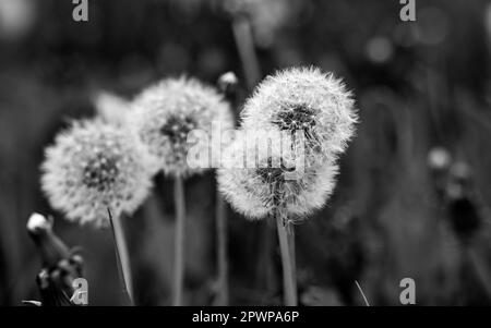 Dandelion Taraxacum officinale Clock Seeds an Straßenrändern in Brighton's Lewes Road, da Gärtner in Großbritannien dringend aufgefordert werden, ihren Rasen nicht zu mähen Stockfoto