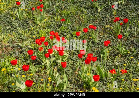 Rote blühende Tulpen auf einer grünen Wiese im Sonnenlicht. Frühling. Tag. Stockfoto