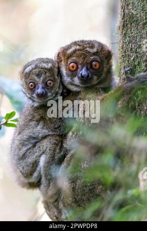 Avahi, Peyrieras' Woolly Lemur (Avahi peyrierasi), gefährdetes endemisches Tier auf dem Baum, Mutter mit Baby auf dem Rücken. Ranomafana-Nationalpark. Madagaskar w Stockfoto