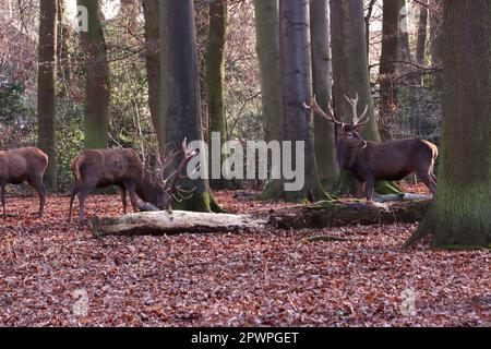 Damhirsch (Dama dama) oder Damwild im Tierpark, Nordrhein-Westfalen, Deutschland, Mechernich Stockfoto