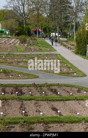 Sangerhausen, Deutschland. 01. Mai 2023. Rosenbetten im Rosarium, die Rosen sind zu dieser Jahreszeit noch nicht erblüht. Das Europa-Rosarium Sangerhausen hat wieder seine Türen geöffnet. Die weltweit größte Rosensammlung mit über 8600 Rosenarten feiert dieses Jahr ihren 120. Jahrestag. Kredit: Heiko Rebsch/dpa/ZB/dpa/Alamy Live News Stockfoto