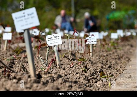 Sangerhausen, Deutschland. 01. Mai 2023. Auf allen Rosenpflanzen im Rosarium sind Sortenschilder zu sehen. Das Europa-Rosarium Sangerhausen hat wieder seine Türen geöffnet. Die weltweit größte Rosensammlung mit über 8600 Rosenarten feiert dieses Jahr ihren 120. Jahrestag. Kredit: Heiko Rebsch/dpa/ZB/dpa/Alamy Live News Stockfoto