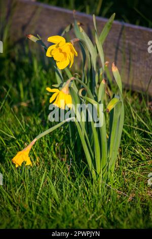 Narzisse (Narcissus Pseudonarcissus) Stockfoto