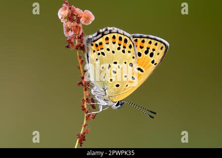 Ruß-Kupferschmetterling Lycaena tityrus weiblich, sitzt in der Abenddämmerung auf farbenfrohem Gras. Seitenansicht Porträt, Nahaufnahme. Unscharfer Hintergrund. Trencin, Slowakei Stockfoto