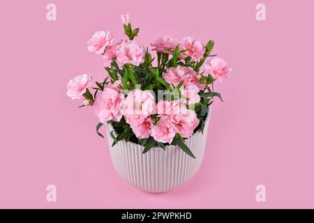 Wunderschöne pinkfarbene Dianthus-Blumen im Topf auf pinkfarbenem Hintergrund Stockfoto