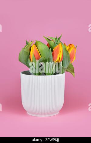 Orangefarbene und gelbe „Tulipa Flair“-Tulpe in Blumentopf auf pinkfarbenem Hintergrund Stockfoto