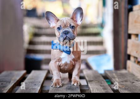 Blau rot fawn Französisch Bulldog Hund Welpen trägt blaue Fliege Stockfoto
