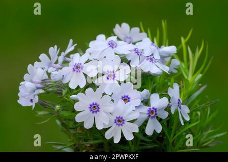 Moos oder schleichende Phlox subulata Bayerische Blumen im Garten, Nahaufnahme. Weiße Blütenpflanze immergrün, ganzjährig. Unscharfer grüner Hintergrund. Trencin, Stockfoto