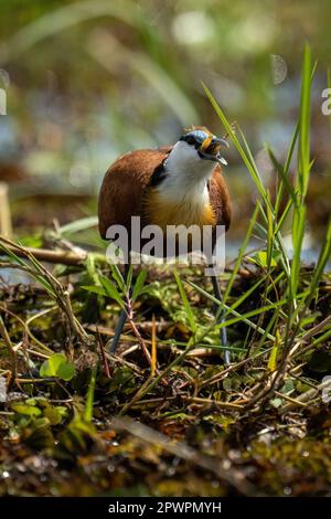 Afrikanischer Jacana schluckt Frosch in verwickeltem Gras Stockfoto