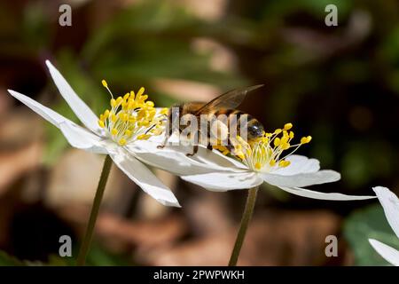 Biene mit Pollen sitzt auf den Blüten zweier Holzanemonen Stockfoto