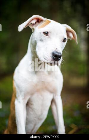 Weißer weiblicher American Pit Bull Terrier, 6 Monate alt Stockfoto