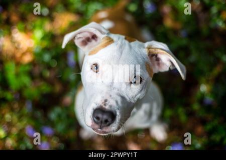 Weißer weiblicher American Pit Bull Terrier, 6 Monate alt Stockfoto