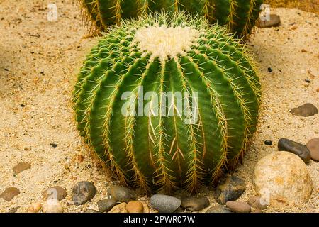 Echinocactus grusonii Hilda Cactus ist eine beliebte Sorte Stockfoto