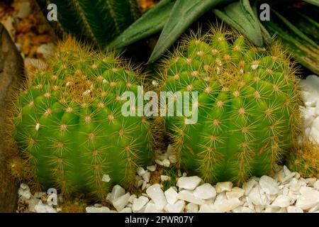 Echinocactus grusonii Hilda Cactus ist eine beliebte Sorte Stockfoto