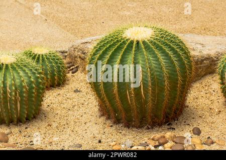 Echinocactus grusonii Hilda Cactus ist eine beliebte Sorte Stockfoto
