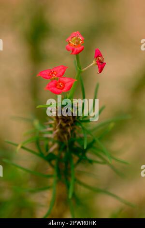 Euphorbia gottlebei in der Natur Stockfoto