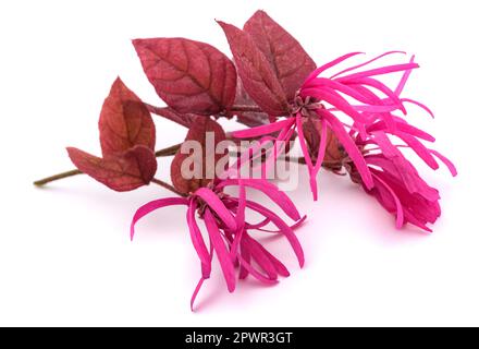 Fransen Blume isoliert auf weißem Hintergrund Stockfoto