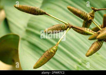 Welwitschia mirabilis ist eine Pflanze, die in der Wüste gefunden wird. Stockfoto