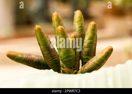 Welwitschia mirabilis ist eine Pflanze, die in der Wüste gefunden wird. Stockfoto