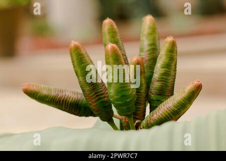 Welwitschia mirabilis ist eine Pflanze, die in der Wüste gefunden wird. Stockfoto