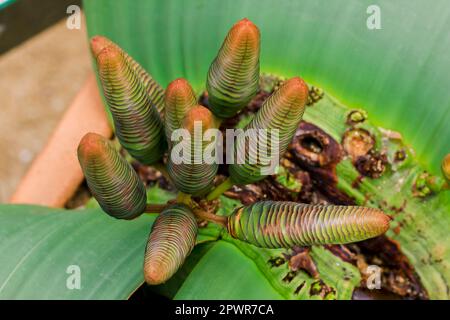 Welwitschia mirabilis ist eine Pflanze, die in der Wüste gefunden wird. Stockfoto