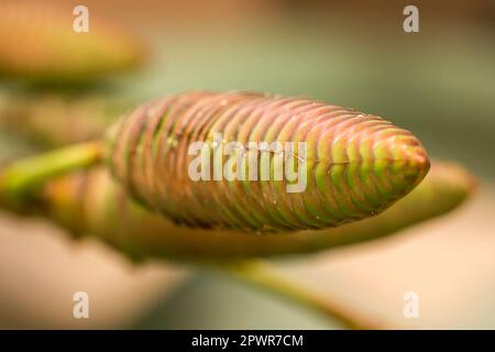 Welwitschia mirabilis ist eine Pflanze, die in der Wüste gefunden wird. Stockfoto