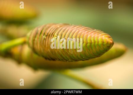 Welwitschia mirabilis ist eine Pflanze, die in der Wüste gefunden wird. Stockfoto