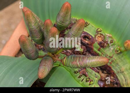 Welwitschia mirabilis ist eine Pflanze, die in der Wüste gefunden wird. Stockfoto