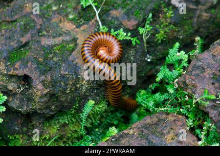 Tausendfüßler ist auf Moos in der Natur Stockfoto