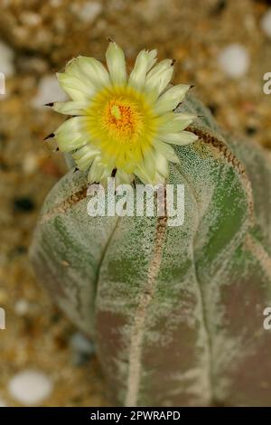 Astrophytum Myriostigma in der Natur Stockfoto