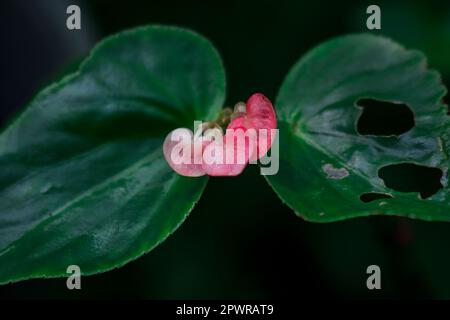 Begonia hat einen rosa Blütenstand in der wunderschönen Natur. Stockfoto
