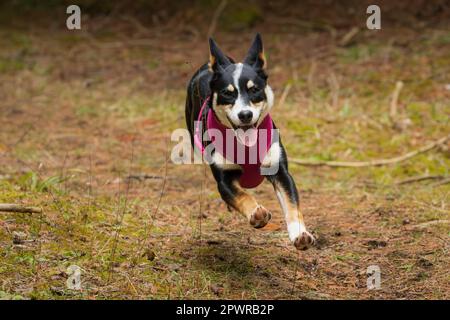Die Border Collie ist eine Hunderasse, die als die intelligenteste Hunderasse gilt. Sie brauchen auch viel Bewegung. Stockfoto