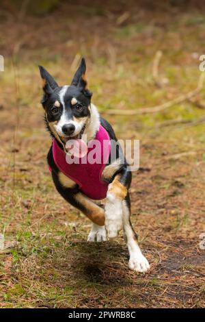 Die Border Collie ist eine Hunderasse, die als die intelligenteste Hunderasse gilt. Sie brauchen auch viel Bewegung. Stockfoto