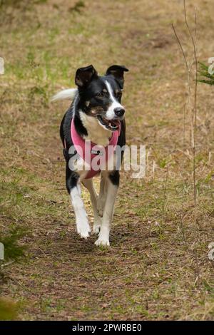 Die Border Collie ist eine Hunderasse, die als die intelligenteste Hunderasse gilt. Sie brauchen auch viel Bewegung. Stockfoto
