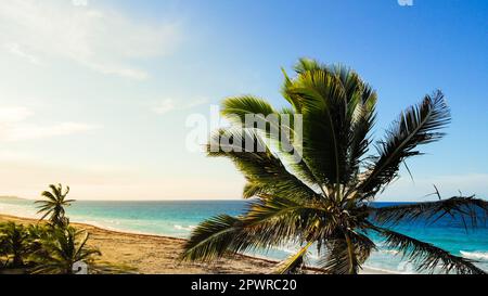 Tropischer Sandstrand mit Palmen bei Sonnenuntergang, Sonnenaufgang, Luftaufnahme durch die Stämme, wilder, unberührter Strand. Palmenspitzen gegen Backgro Stockfoto