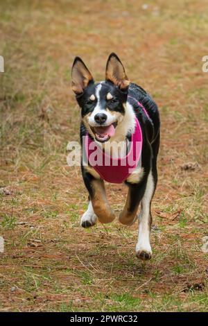 Die Border Collie ist eine Hunderasse, die als die intelligenteste Hunderasse gilt. Sie brauchen auch viel Bewegung. Stockfoto