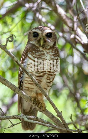 Weißbrauen-Eule (Athen superciliaris), einheimischer Vogel, bekannt als die weißbraune Falke-Eule oder Madagaskar-Falke-Eule, Familie Strigidae. Parque nacional de Stockfoto