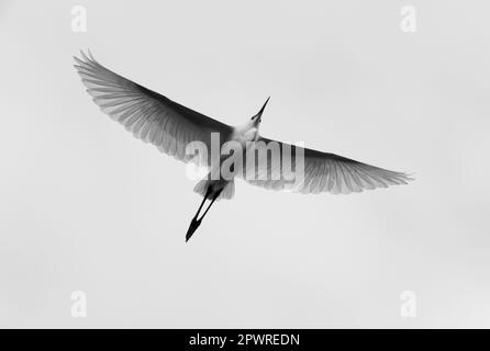Reiher im Flug von unten gesehen Stockfoto