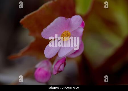 Begonia hat einen rosa Blütenstand in der wunderschönen Natur. Stockfoto