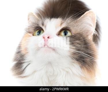 Lustiges flauschiges Katzenporträt Nahaufnahme niedliches Foto Stockfoto