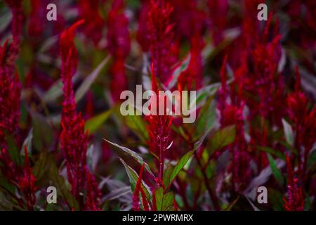 Celosia argentea im Garten. Eine lange rote Blütenstände Stockfoto