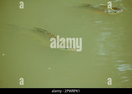 Barbonymus gonionotus im Wasser. Stockfoto