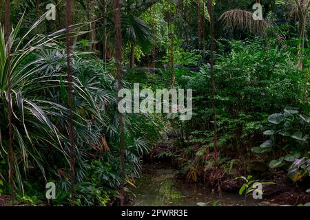 Bäume im üppigen Regenwald Stockfoto