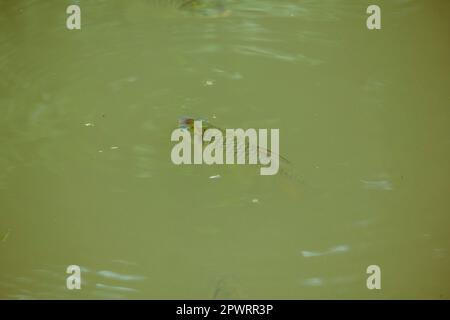 Barbonymus gonionotus im Wasser. Stockfoto