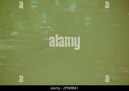 Barbonymus gonionotus im Wasser. Stockfoto